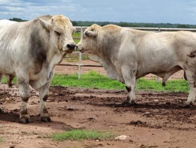 Prosper-and-Blessed-Purchased-2021-Romangola-Bulls-